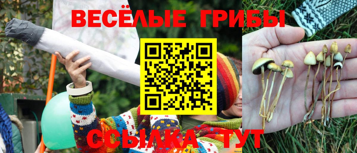 Галлюциногенные грибы Cubensis Коммунар